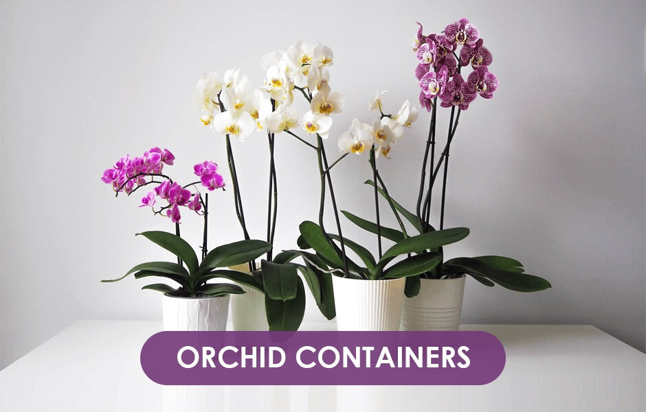 съдове за орхидеи