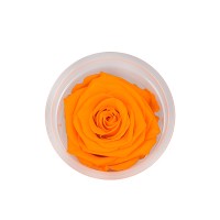 ETERNAL ROSE - Orange