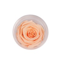 ETERNAL ROSE - Peach