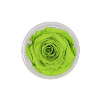  ETERNAL ROSE - CHARTEUSE XL GRE 05