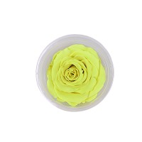  ETERNAL ROSE - BLUMBLEEBEE XL YEL 05