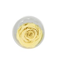 ETERNAL ROSE - Вечна роза -  Lime LL CHA 01
