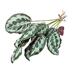 Изкуствена зеленина Elegantz  Calathea Mix, 50 см, Цвят Многоцветен
