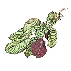 Изкуствена зеленина Elegantz  Calathea Mix, 50 см, Цвят Многоцветен