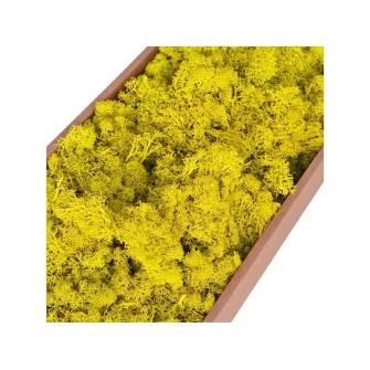 Скандинавски Мъх 500гр,  Lime