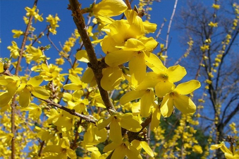 Forsythia