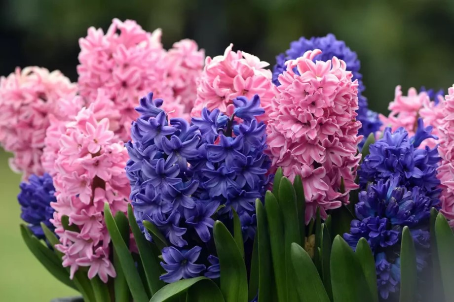 Hyacinths