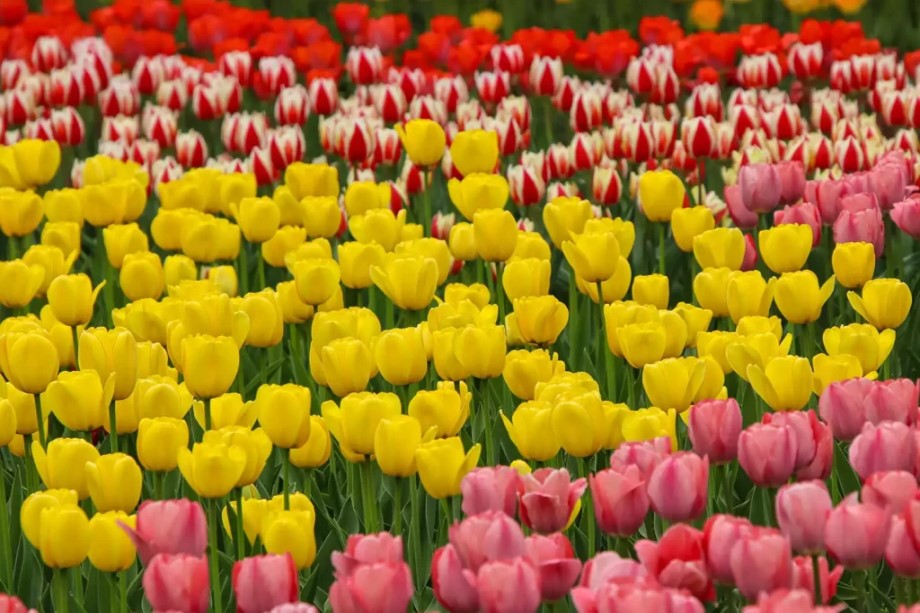 Tulips